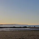 Driftwood