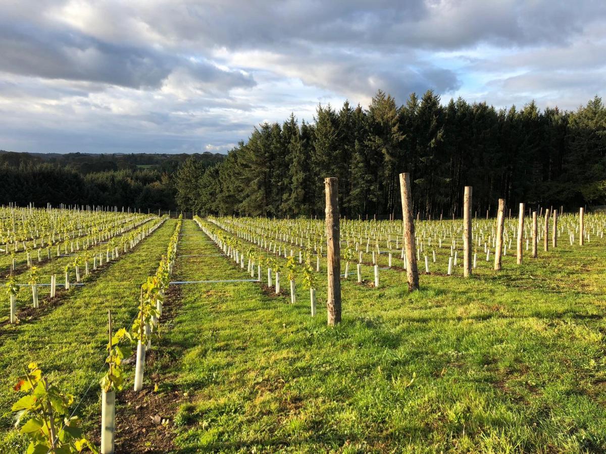 Tregoninny Vineyard And Woodland Truro