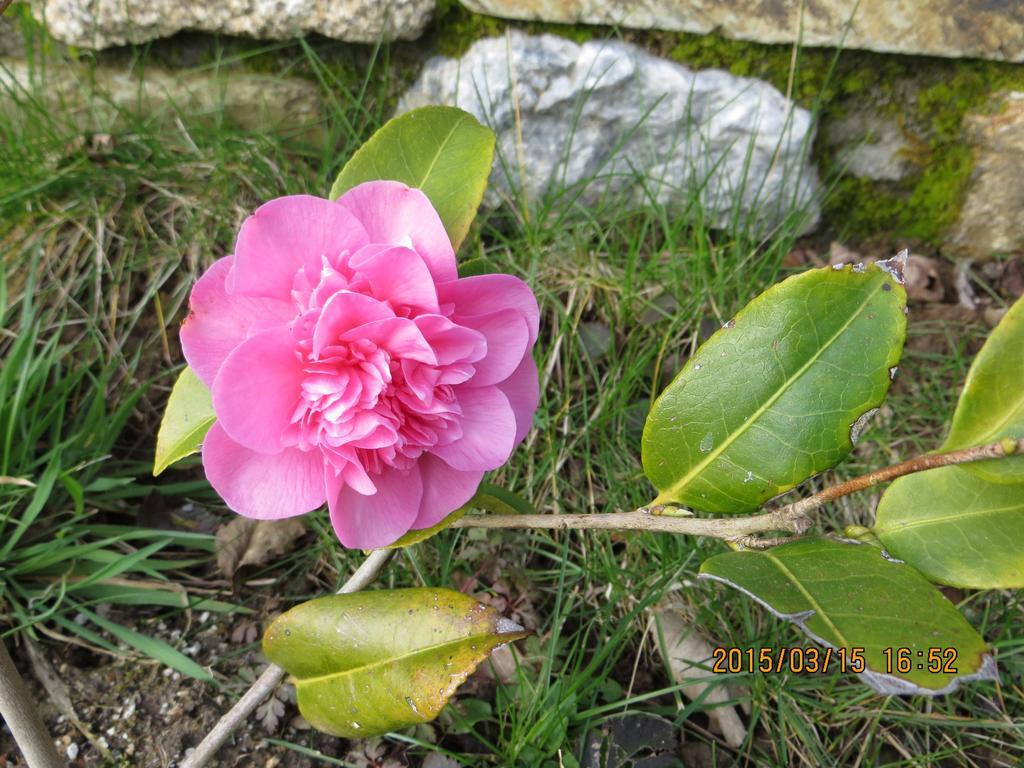 Polgwedhen