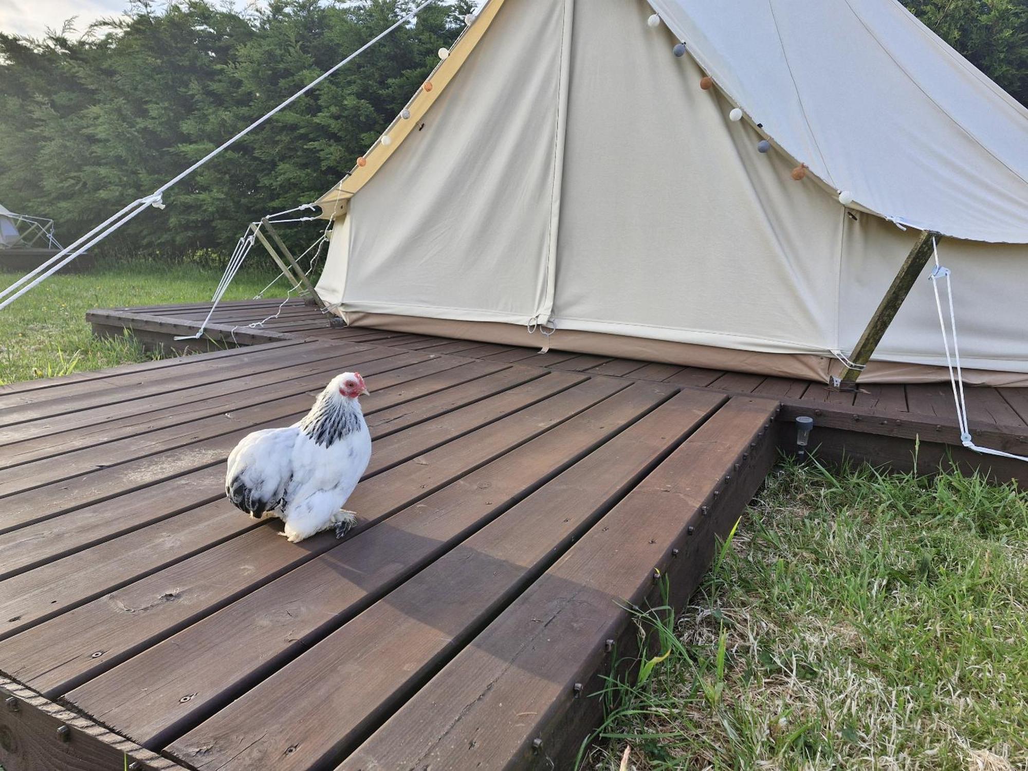 Penhallow Glampsite Campsite *